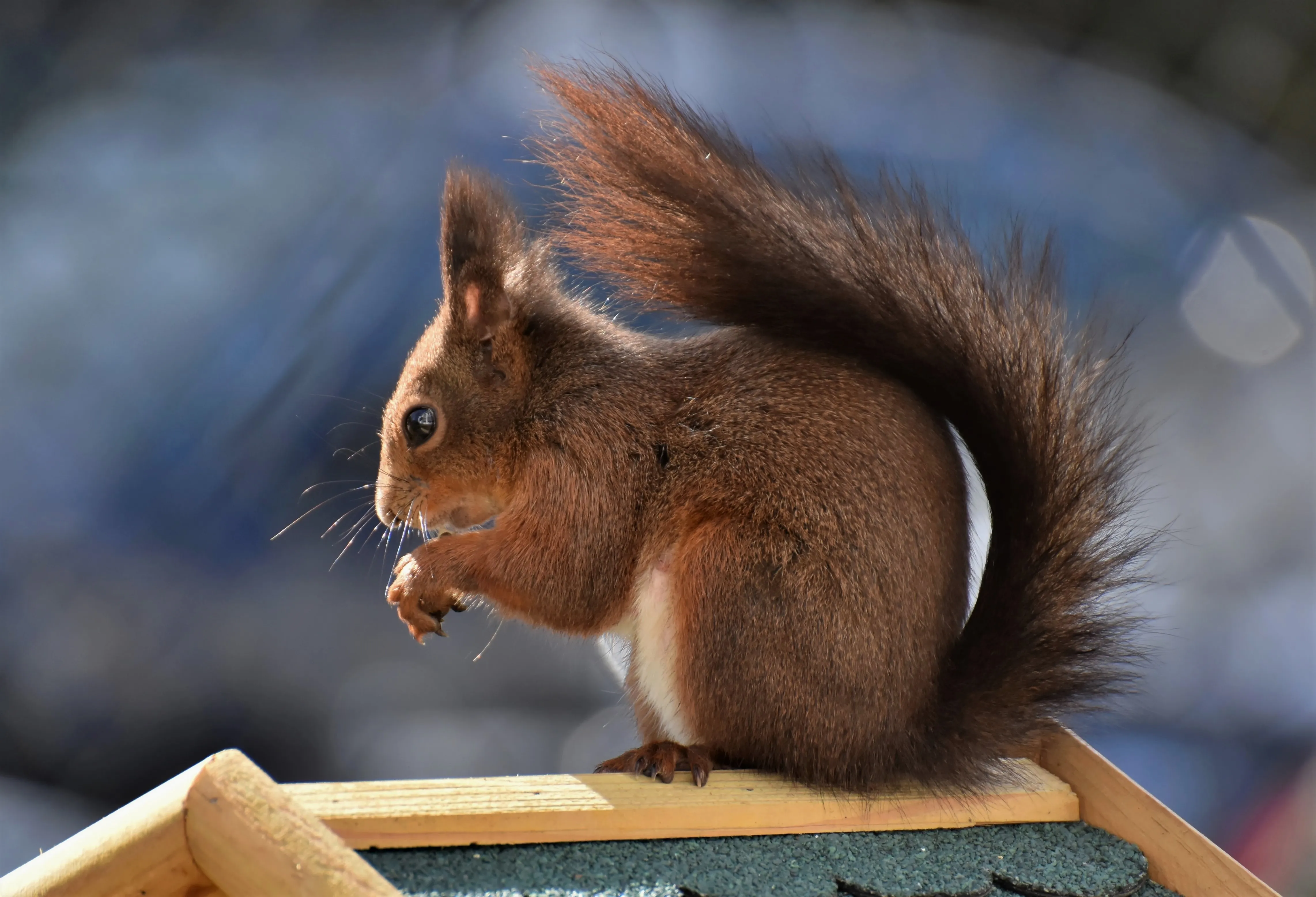 Eichhörnchen im Garten auf Vogelhaus
